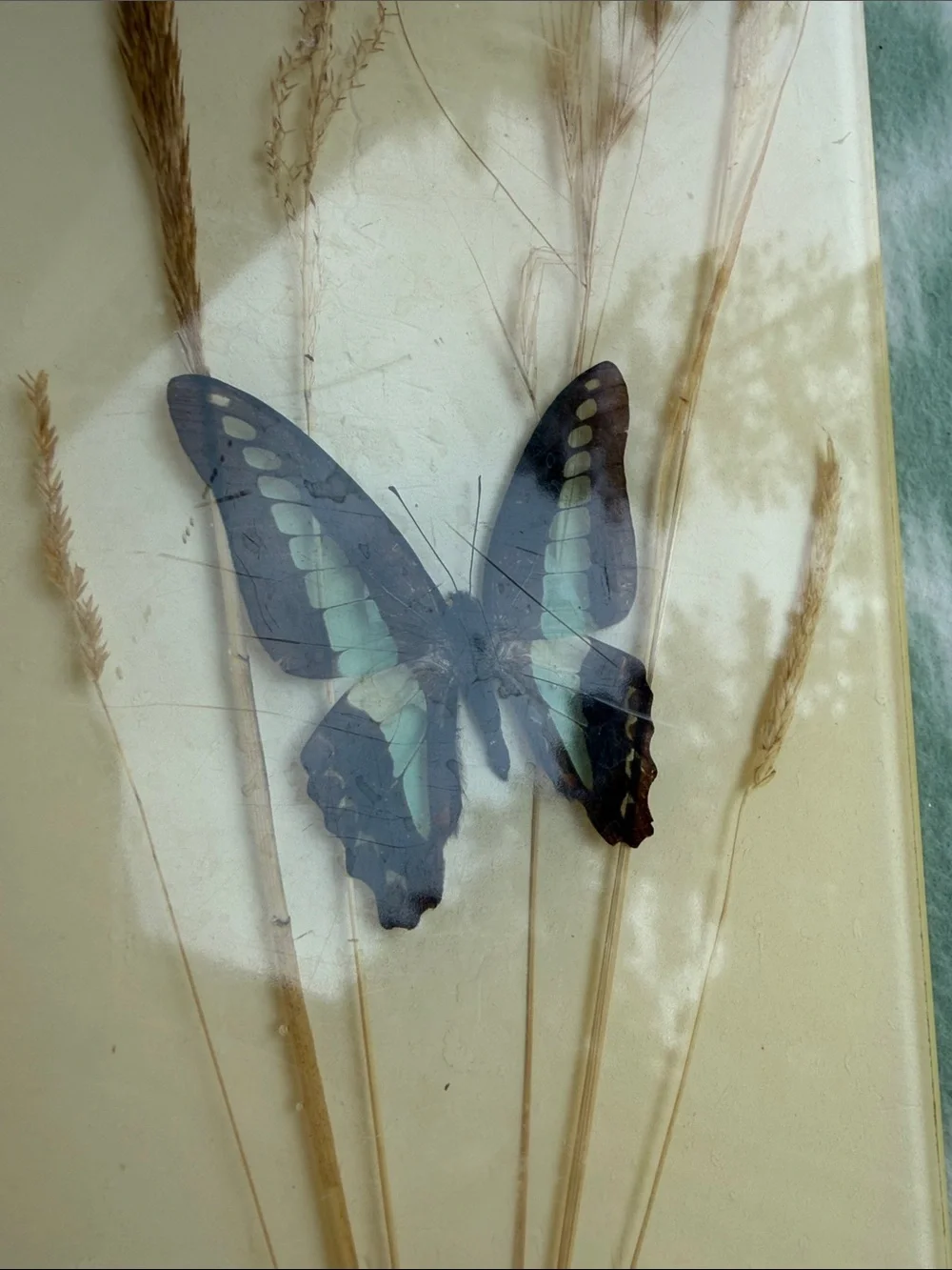 1970s Vintage Papilio and Juno Butterfly Resin Wall Art in Cream, Brown & Teal